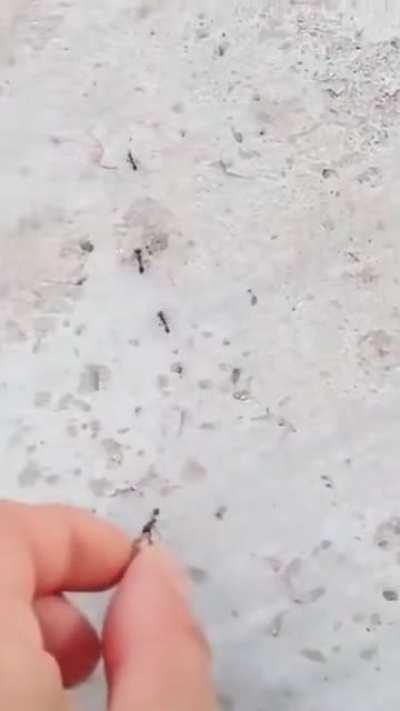 Wholesome human being a bro to an ant