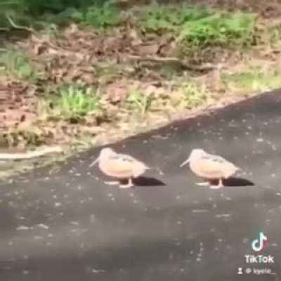 Almeda appreciation post 🐦