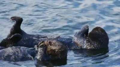 🔥 A sea otter gives other otter a kiss 🔥