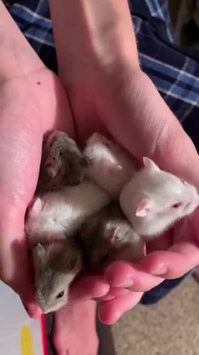 All 6 foster dwarf babies, just about the cutest things in the world