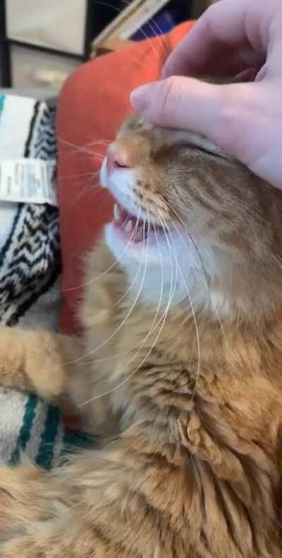 Merlin enjoying his morning face pets ❤️