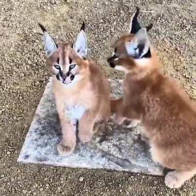 This is getting out od hand.Now there is two of them!