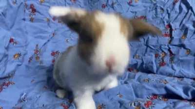 more strudel binkies? done. ✅