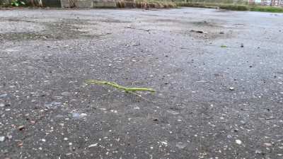 Crushing strange insect