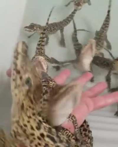 Not only are baby crocodiles cute they sound like little lazers too