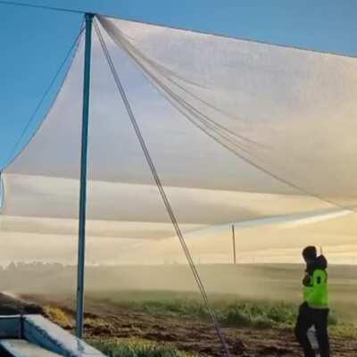 Morning dew falling.