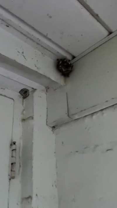 One way to get rid of unwanted pests