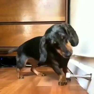 Dog vs doorstopper