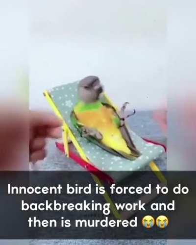 BiRd iS fOrCEd tO WoRk iN lAbor CaMp