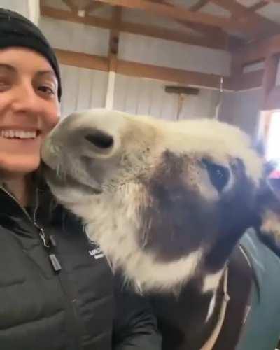 Donkey found it's person