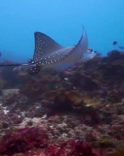 🔥 This amazing Eagle ray spotted at Manta Point 🔥