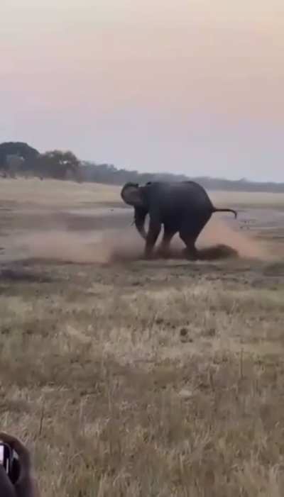 Instant karma for trying to bite the elephant