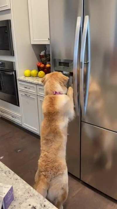 Uh oh…she figured out the ice dispenser!