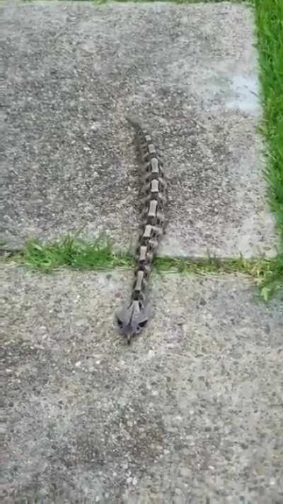 Danger noodle, danger close