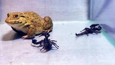 An Asian Bullfrog Eats a Scorpion