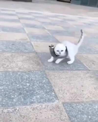 A sugar glider taming a kitten