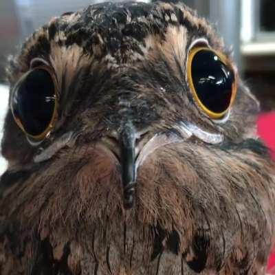 Behold my spirit animal, the potoo bird.