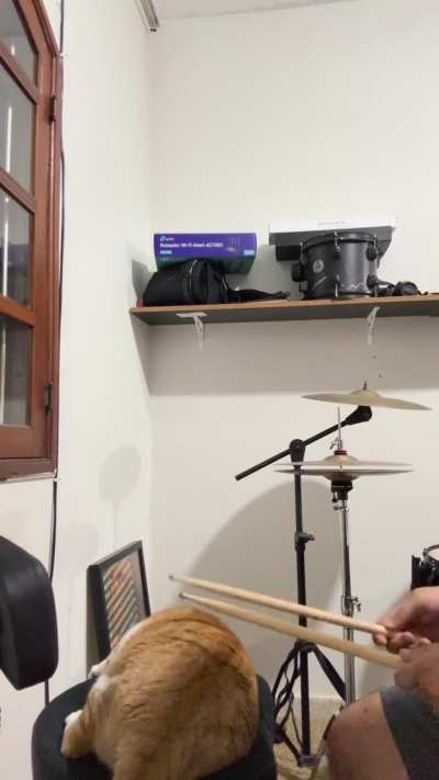 My new percussionist