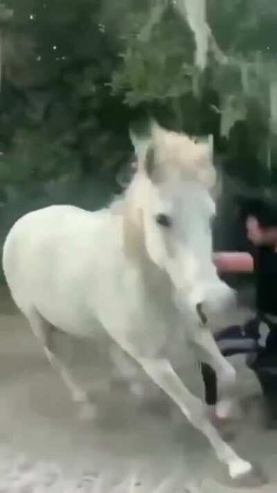 To ride a hungry horse