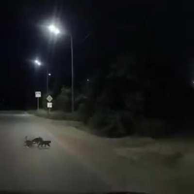 Cats help a sick dog cross the road