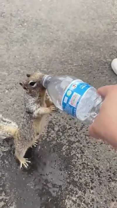 Squirrel asks human for a drink of water.