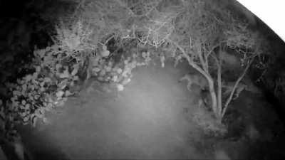 A pack of coyotes make quick work of a cat