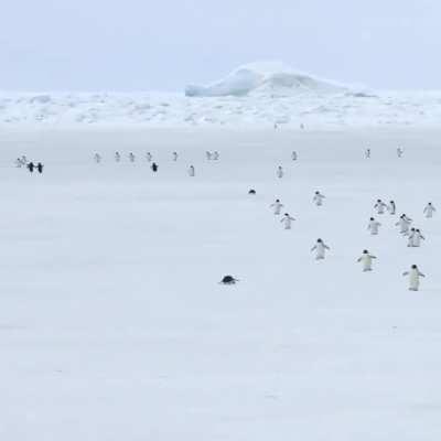 5x increased speed penguins