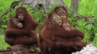 Орангутанчиков, с помощью игрушечной кобры, учат быть осторожными со змеями