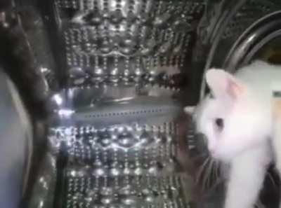 Houston we have a purrrrblem