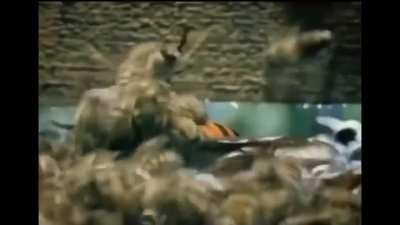 rules of nature (literally)