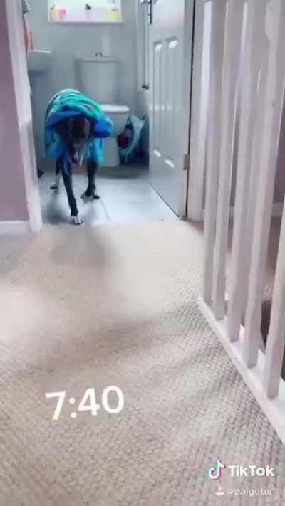 My sisters had my dog go over night. Woke up to this video this morning