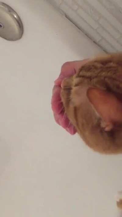 Before you are allowed to shower, she demands her water tribute. And yes, she has her own fountain and two other water bowls