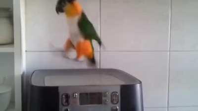 Great craic altogether now