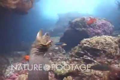 🔥 Octopus Rides Eel To Avoid It's Jaws & Makes A Clean Getaway