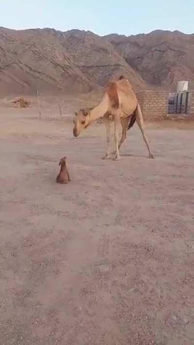 Little dog and camel being bros