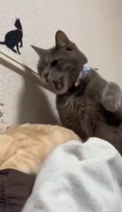 Don't bite my Homan!