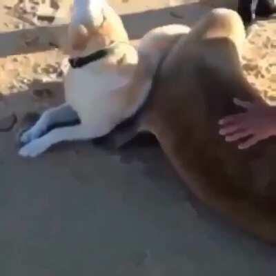 When terra dog and aqua dog meet...