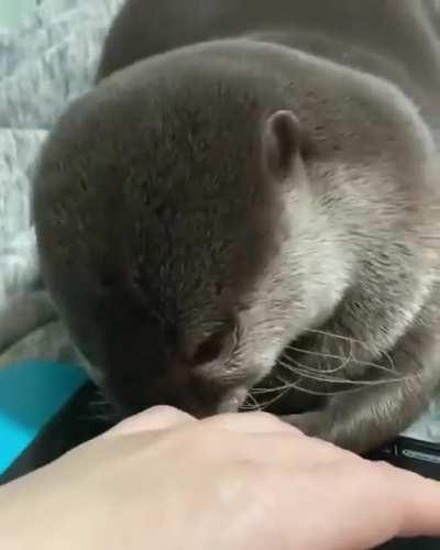 AYAYA alguem me da esse animal? Alias que animal é esse