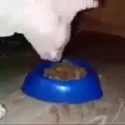 My pet dog (he’s hungry)