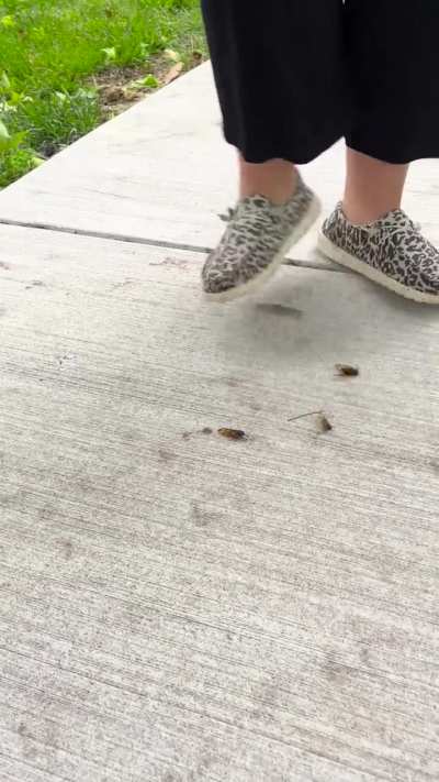 Cicada crush in HeyDudes