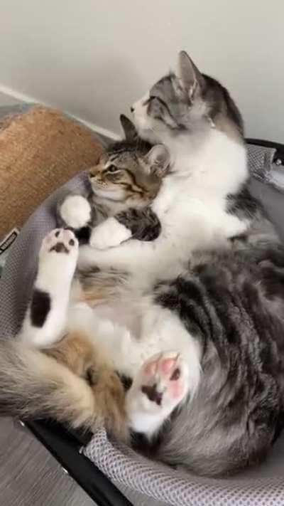 Mommy cat 🐈