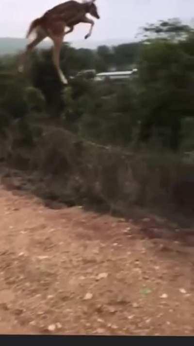 Bambi yeets himself and got some splendid airtime