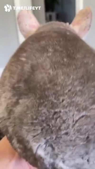 Если вам чего-то не хватает, то ловите хит-парад шиншилловых жопок