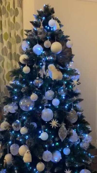 Please Zazu that’s enough now 😂😂😂