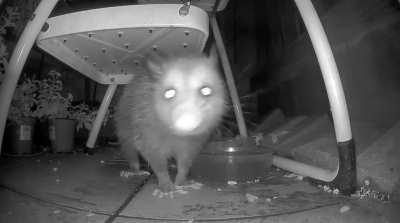 Backyard friend enjoying a snack 😊