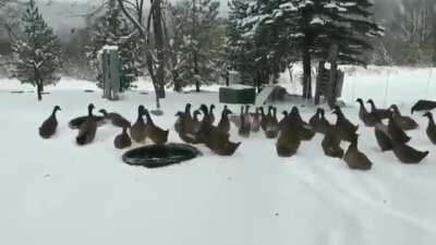 Please enjoy these ducks changing their minds