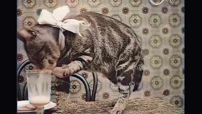 X-Post from r/aww, thought it has the Wes Anderson feel