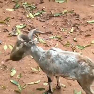 Do what you have to....