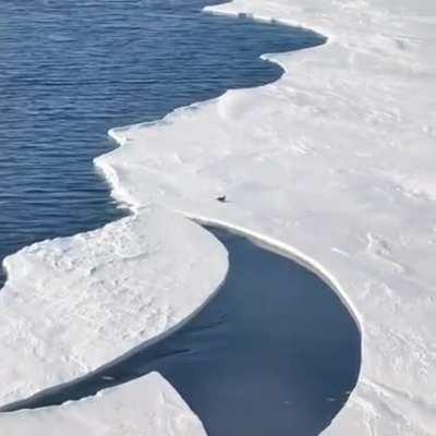 Run for your life Carl!