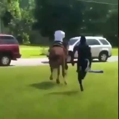 Lil nigga stole a mf horse
